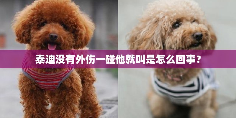 泰迪没有外伤一碰他就叫是怎么回事？