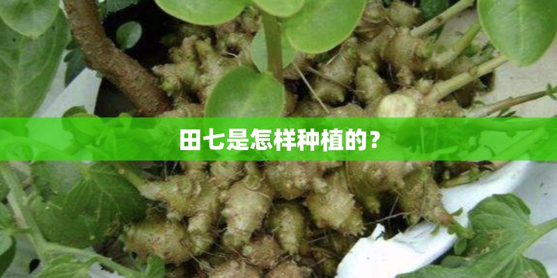 田七是怎样种植的？
