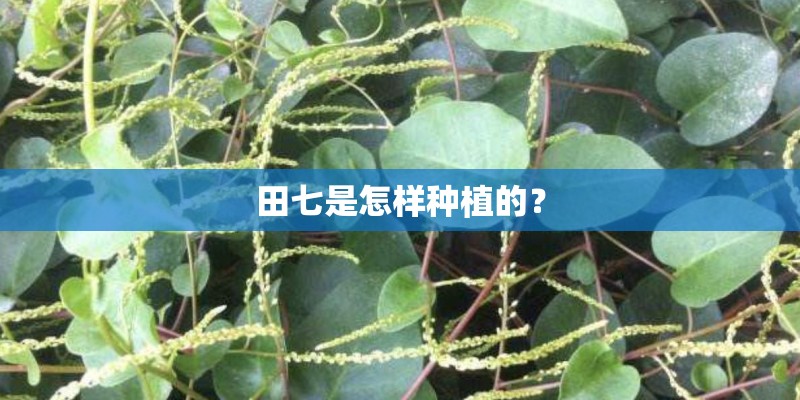田七是怎样种植的？