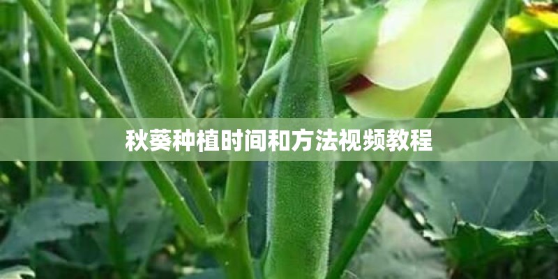 秋葵种植时间和方法视频教程