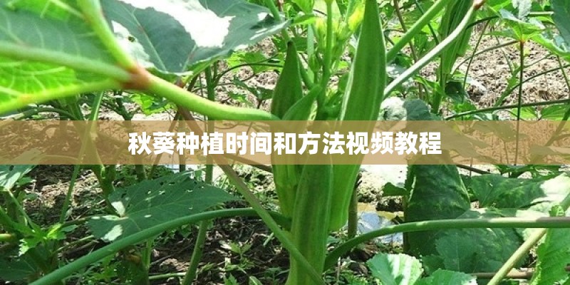 秋葵种植时间和方法视频教程