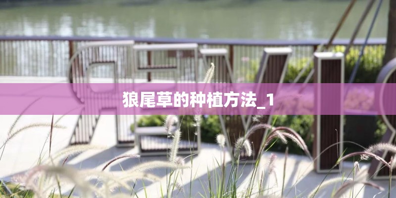 狼尾草的种植方法_1