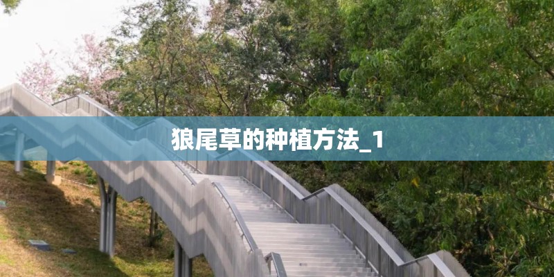 狼尾草的种植方法_1