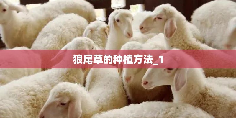 狼尾草的种植方法_1