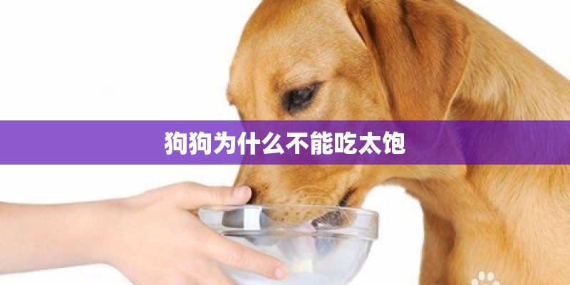 狗狗为什么不能吃太饱 狗狗为什么不能吃太饱