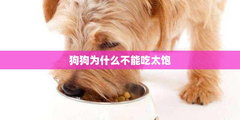 狗狗为什么不能吃太饱 狗狗为什么不能吃太饱