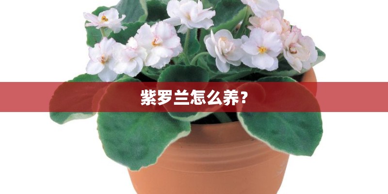 紫罗兰怎么养？