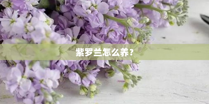 紫罗兰怎么养？
