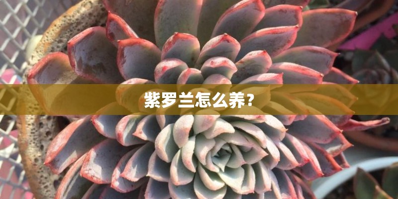 紫罗兰怎么养？