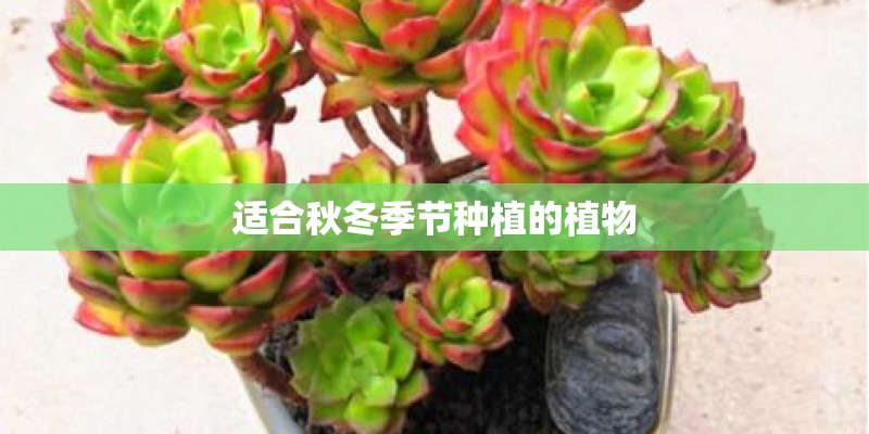 适合秋冬季节种植的植物