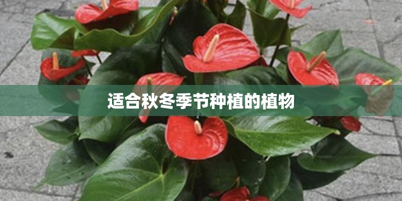 适合秋冬季节种植的植物