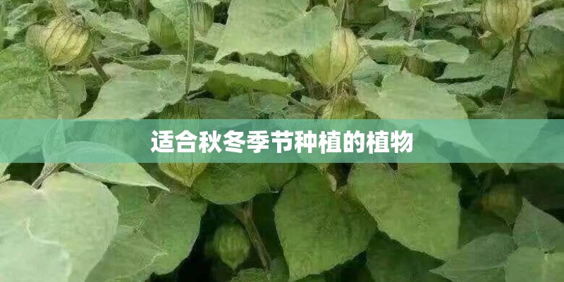 适合秋冬季节种植的植物