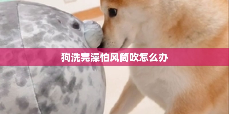 狗洗完澡怕风筒吹怎么办