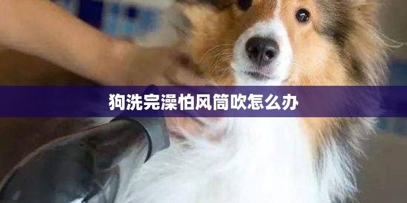 狗洗完澡怕风筒吹怎么办