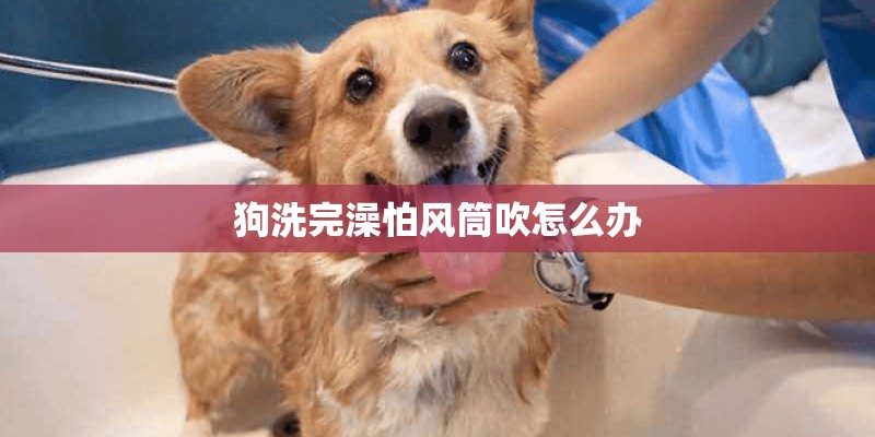 狗洗完澡怕风筒吹怎么办