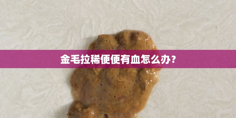 金毛拉稀便便有血怎么办？
