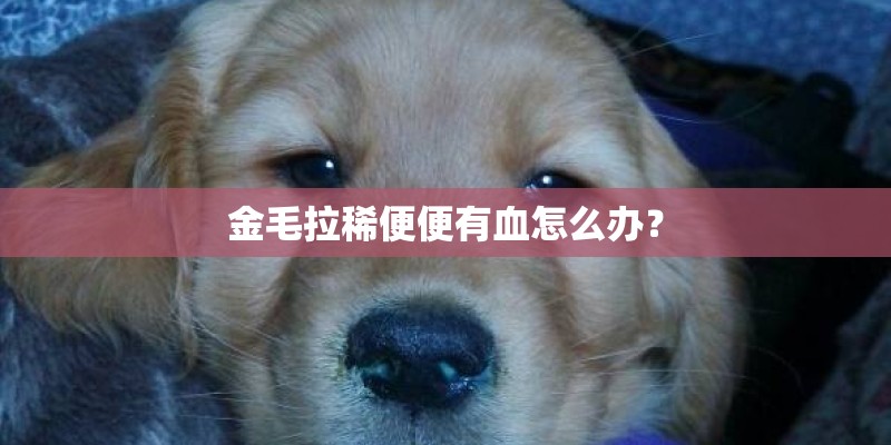 金毛拉稀便便有血怎么办？