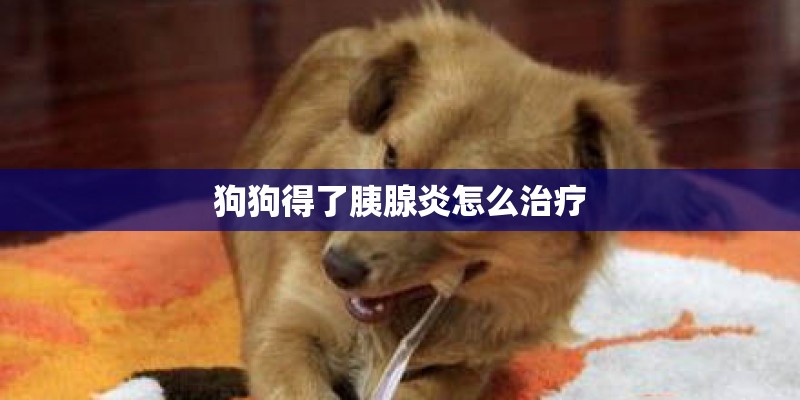 狗狗得了胰腺炎怎么治疗