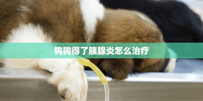 狗狗得了胰腺炎怎么治疗