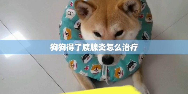 狗狗得了胰腺炎怎么治疗