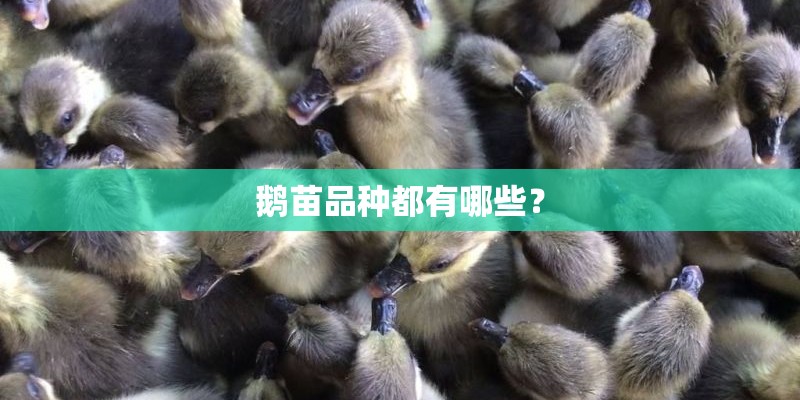 鹅苗品种都有哪些？