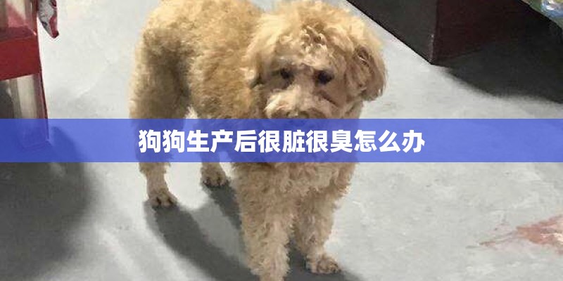 狗狗生产后很脏很臭怎么办