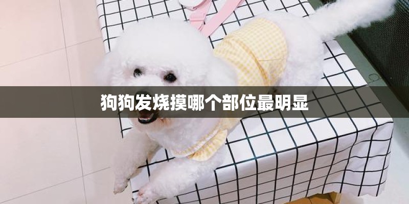 狗狗发烧摸哪个部位最明显
