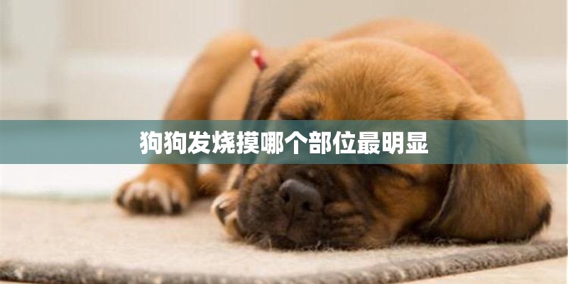 狗狗发烧摸哪个部位最明显 狗狗发烧摸哪个部位最明显