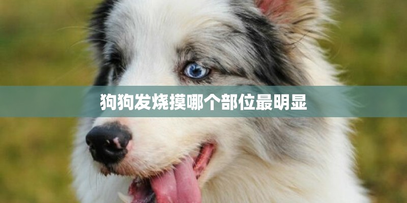 狗狗发烧摸哪个部位最明显 狗狗发烧摸哪个部位最明显
