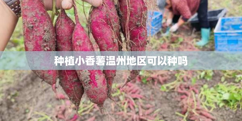 种植小香薯温州地区可以种吗