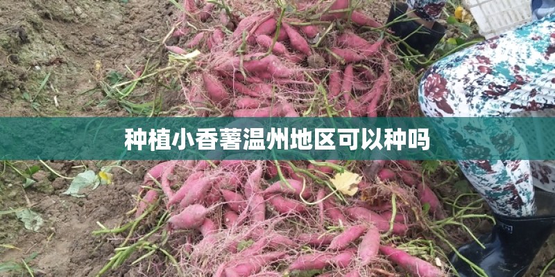 种植小香薯温州地区可以种吗