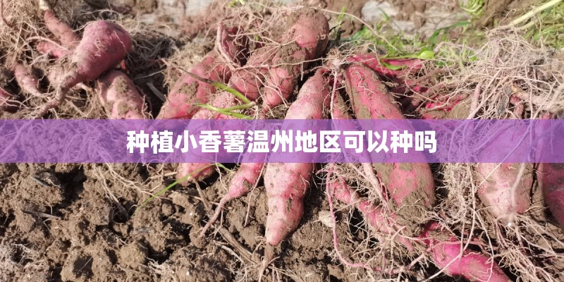 种植小香薯温州地区可以种吗