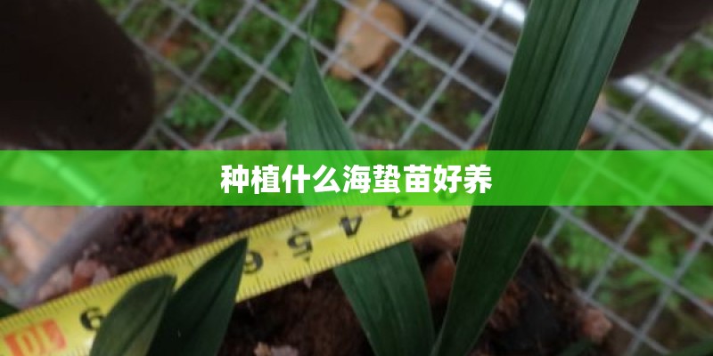种植什么海蛰苗好养
