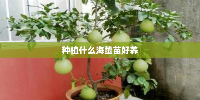 种植什么海蛰苗好养
