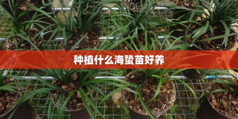 种植什么海蛰苗好养