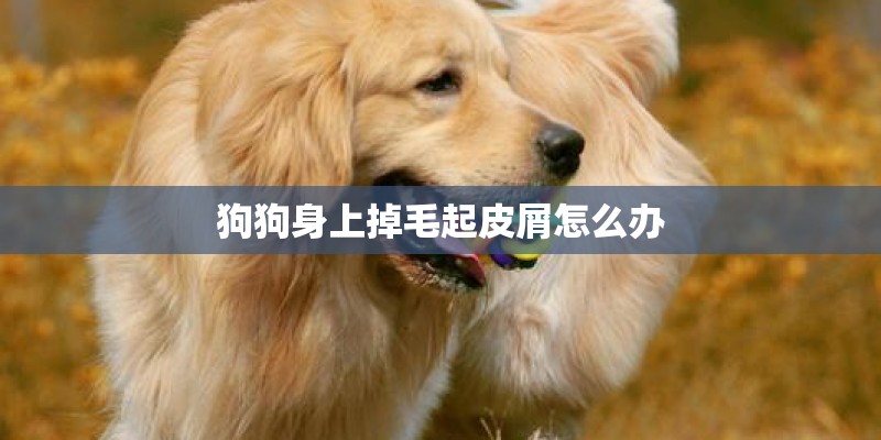 狗狗身上掉毛起皮屑怎么办