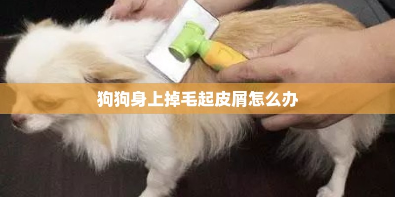 狗狗身上掉毛起皮屑怎么办