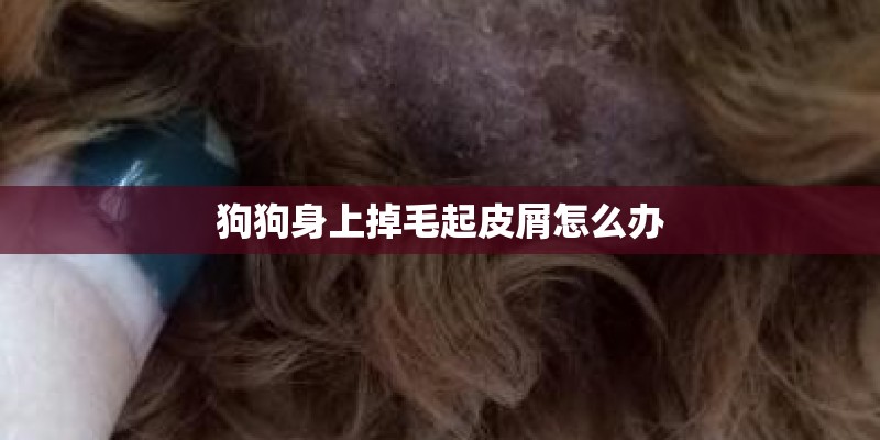 狗狗身上掉毛起皮屑怎么办