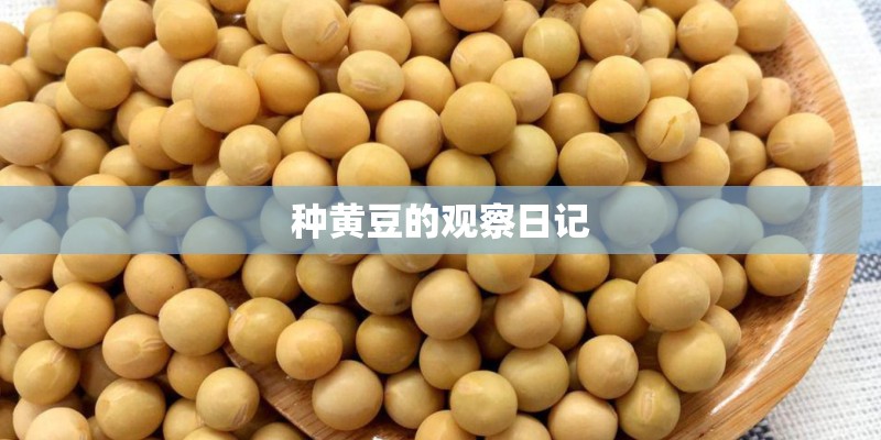 种黄豆的观察日记