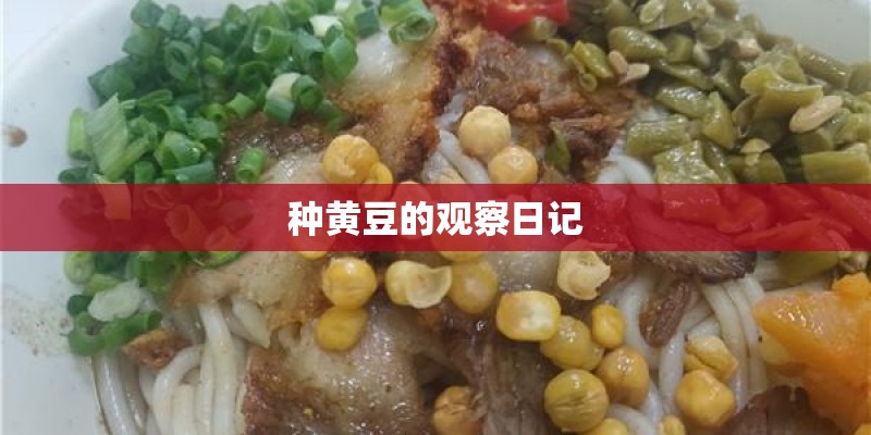 种黄豆的观察日记