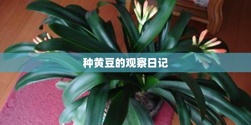 种黄豆的观察日记