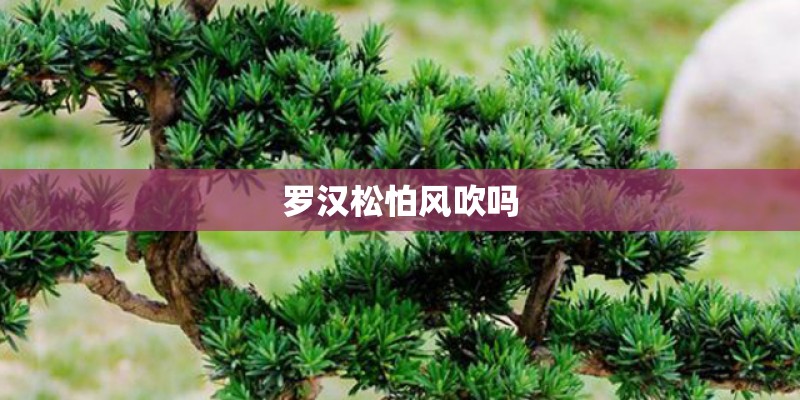 罗汉松怕风吹吗
