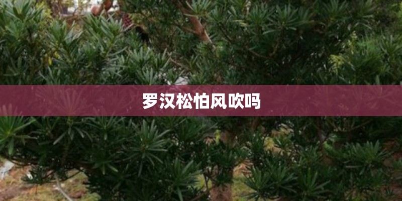 罗汉松怕风吹吗 罗汉松怕风吹吗