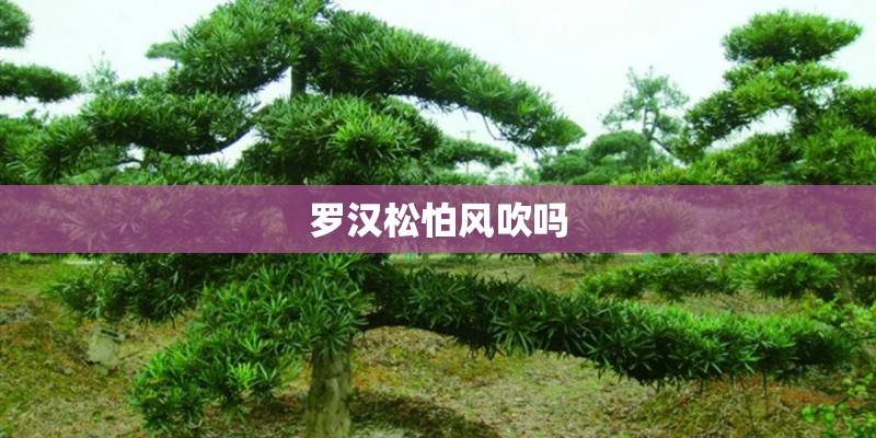 罗汉松怕风吹吗 罗汉松怕风吹吗