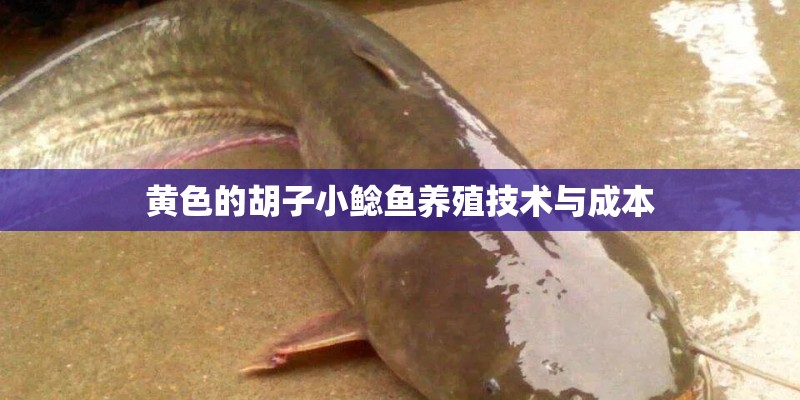 黄色的胡子小鲶鱼养殖技术与成本