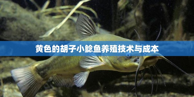黄色的胡子小鲶鱼养殖技术与成本
