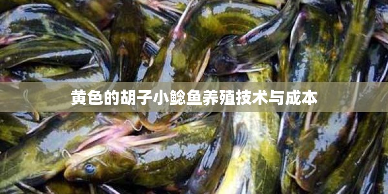 黄色的胡子小鲶鱼养殖技术与成本
