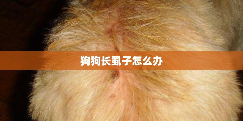 狗狗长虱子怎么办