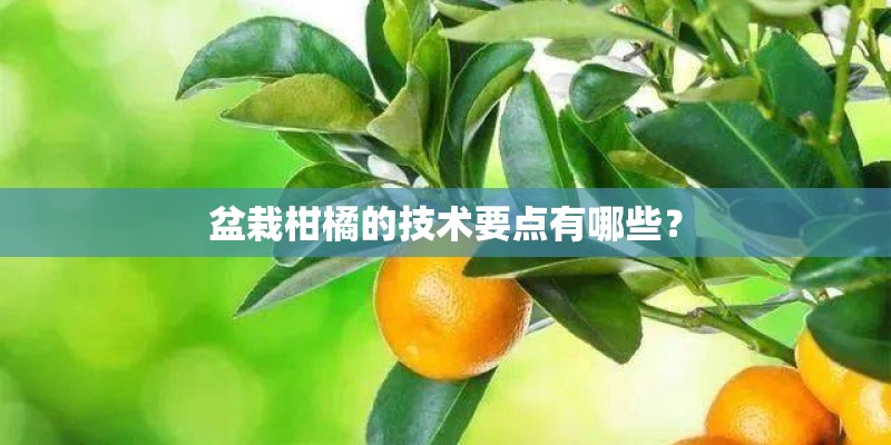 盆栽柑橘的技术要点有哪些？