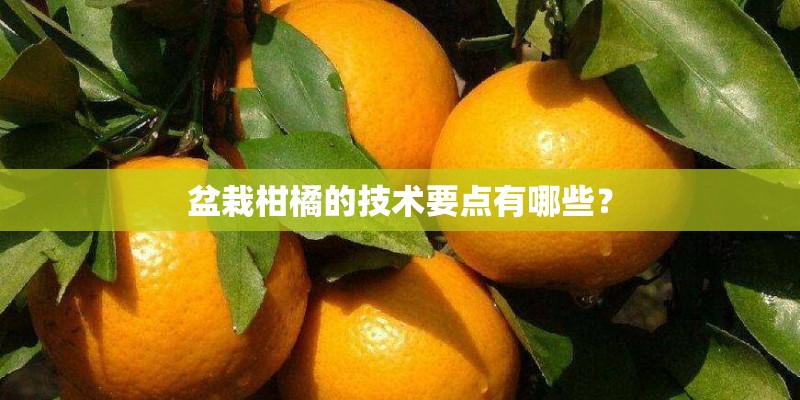 盆栽柑橘的技术要点有哪些？